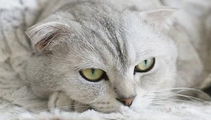 开云体育中国-突尼斯希望主打身体对抗但失控节奏，突尼斯球员